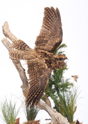 Lot Taxidermy: A Cased European Nightjar...