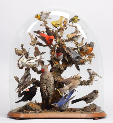 Lot Taxidermy: A Late Victorian Dome of North &...