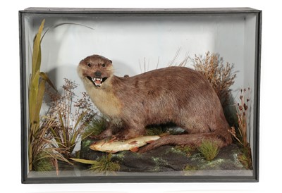 Lot Taxidermy: A Cased Eurasian Otter (Lutra...