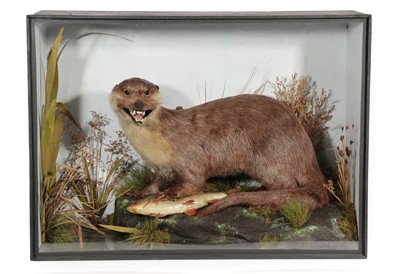 Lot 1105 - Taxidermy: A Cased Eurasian Otter (Lutra...