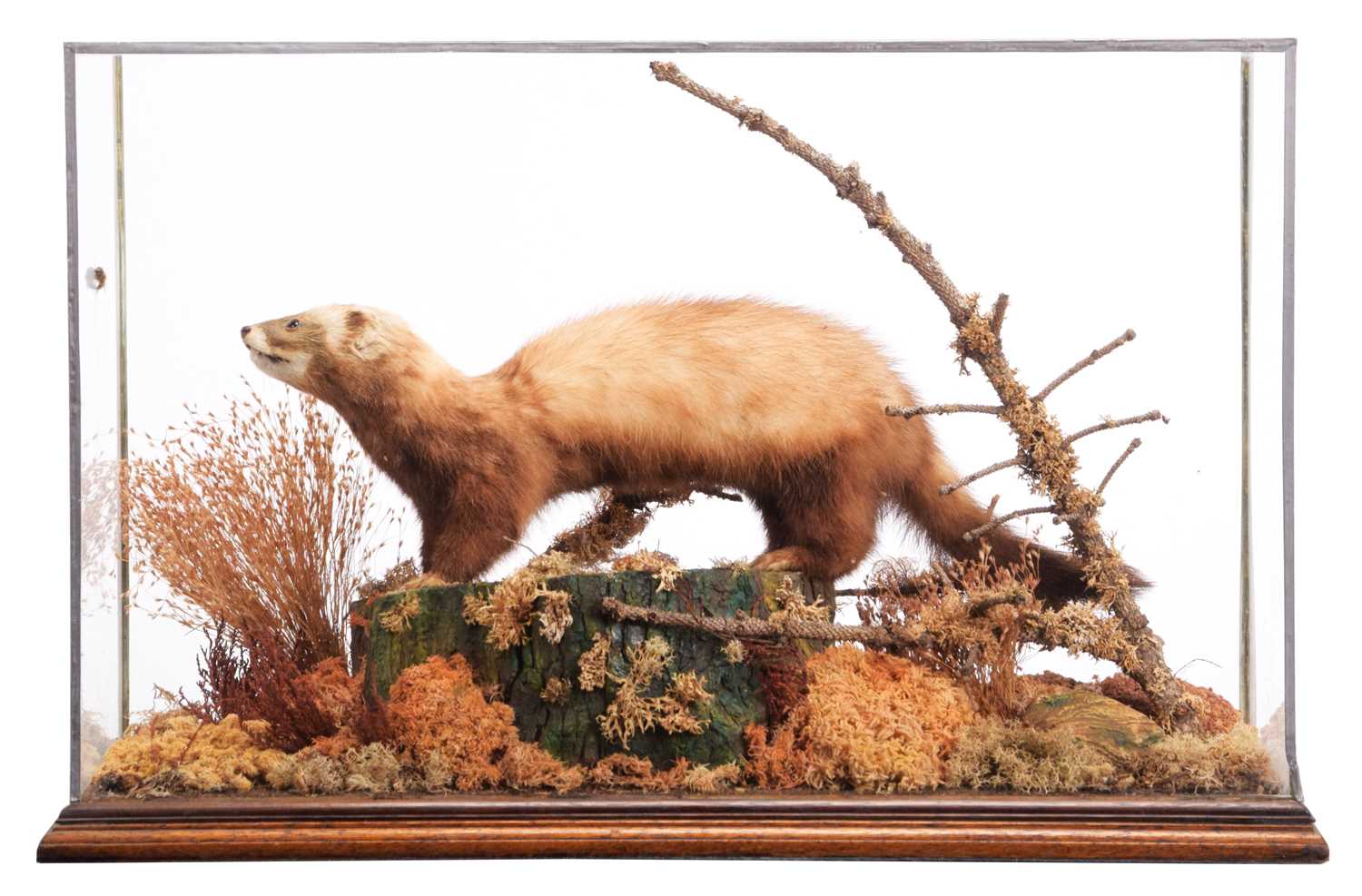 Lot 33 - Taxidermy: A Cased European Polecat (Mustela...