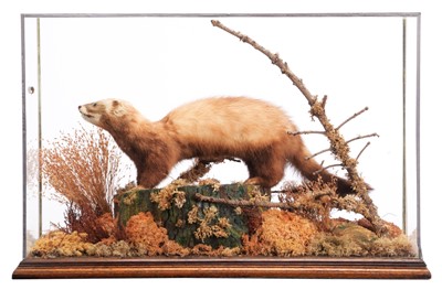 Lot Taxidermy: A Cased European Polecat (Mustela...