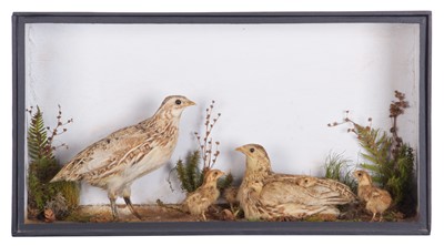 Lot 40 - Taxidermy: A Victorian Cased Quail Family...