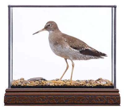 Lot Taxidermy: A Cased Common Redshank (Tringa...
