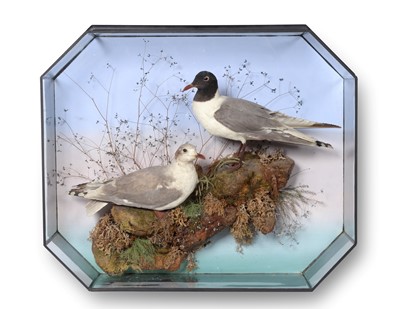 Lot Taxidermy: A Wall Cased Pair of Late Victorian...