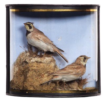 Lot Taxidermy: A Cased Pair of Shore Larks...