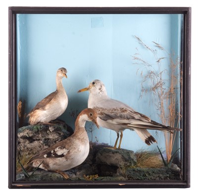 Lot Taxidermy: A Late Victorian Cased Smew, Little...