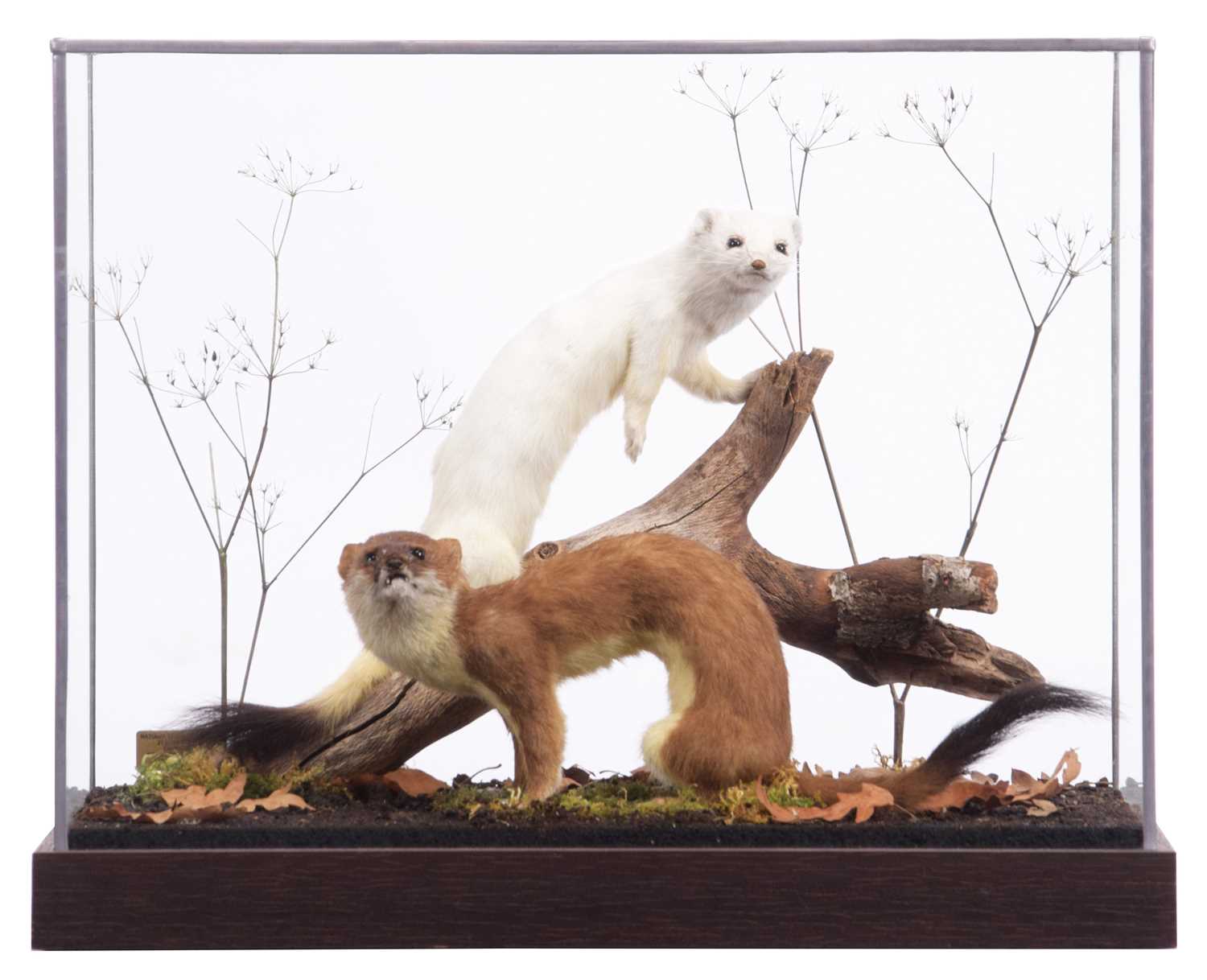 Lot 29 - Taxidermy: A Cased Ermine & Stoat (Mustela...