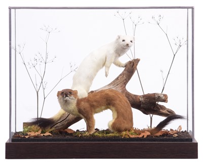 Lot Taxidermy: A Cased Ermine & Stoat (Mustela...