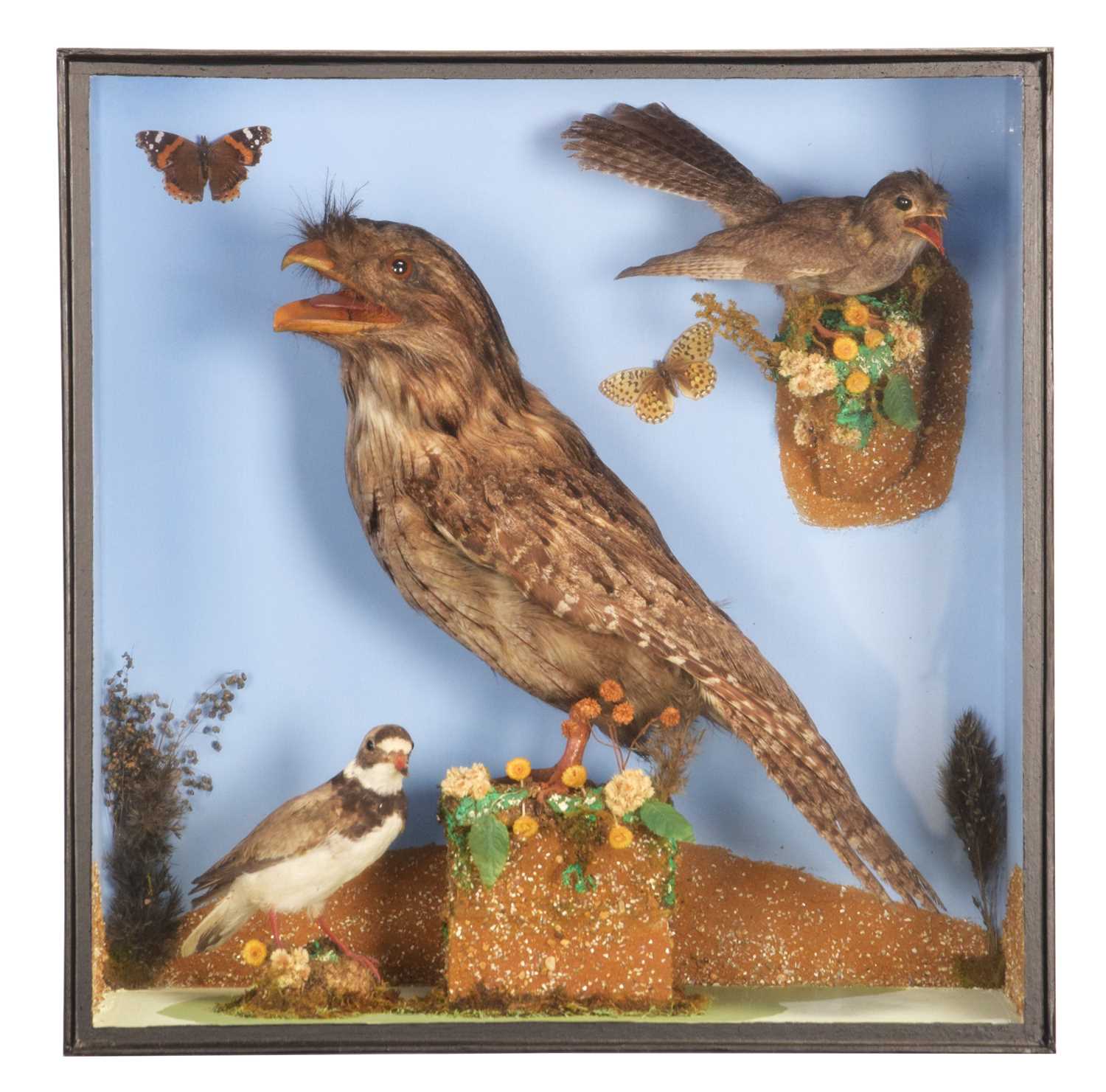 Lot 19 - Taxidermy: A Cased Tawny Frogmouth, Australian...