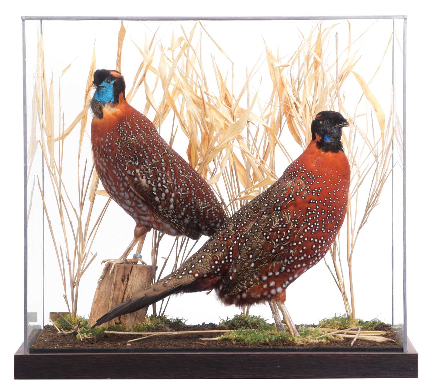 Lot 18 - Taxidermy: A Cased Temminck's and Satyr...