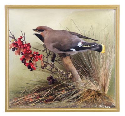 Lot Taxidermy: A Cased European Waxwing...