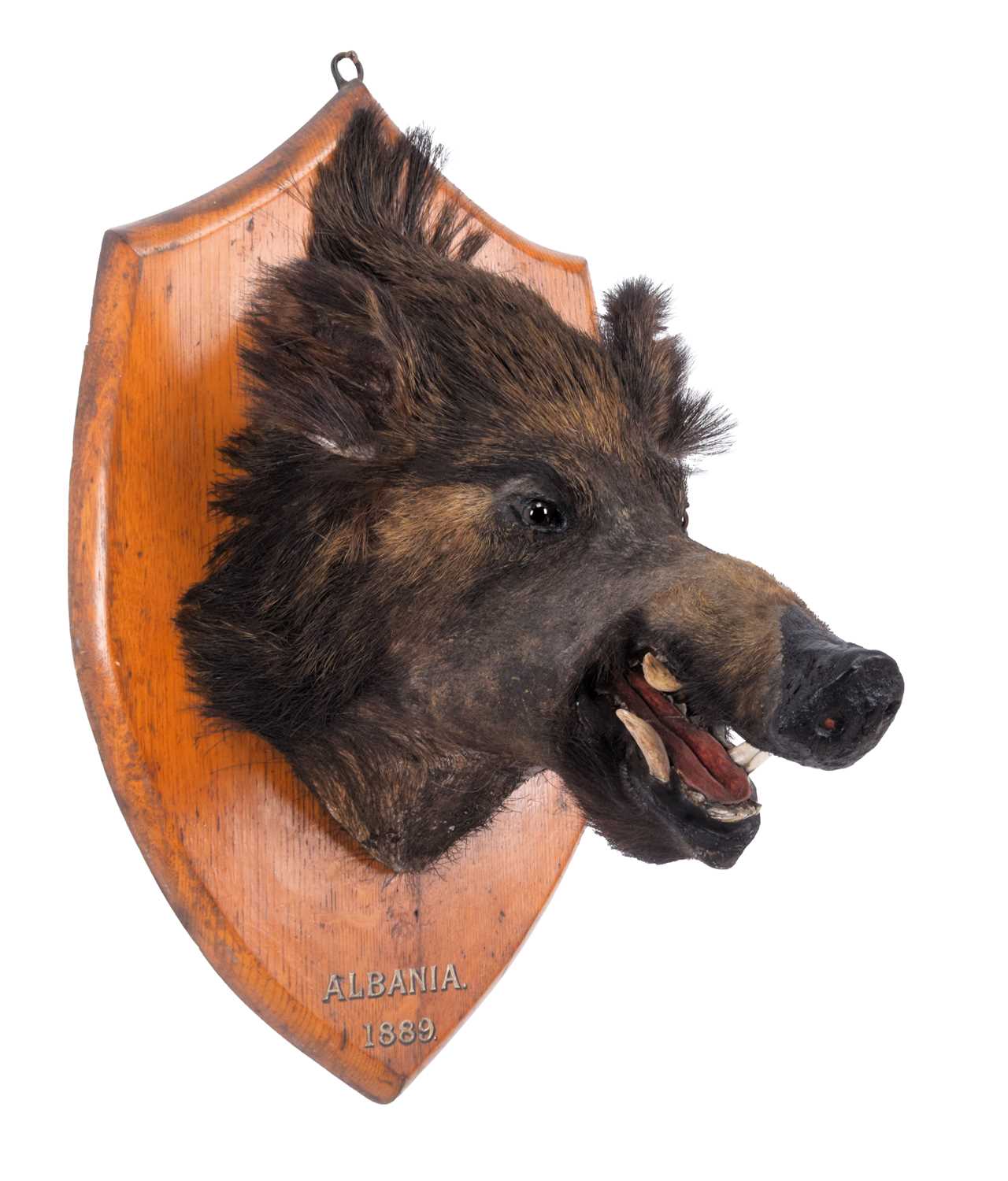 Lot 6 - Taxidermy: European Wild Boar (Sus scrofa),...