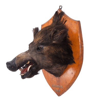 Lot 6 - Taxidermy: European Wild Boar (Sus scrofa),...