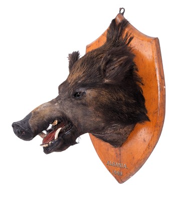 Lot 6 - Taxidermy: European Wild Boar (Sus scrofa),...