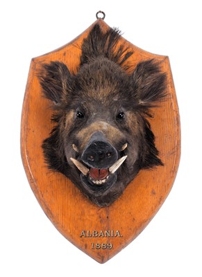 Lot 6 - Taxidermy: European Wild Boar (Sus scrofa),...