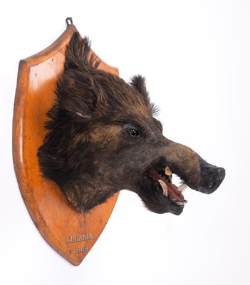 Lot 6 - Taxidermy: European Wild Boar (Sus scrofa),...