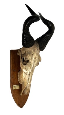 Lot 1129 - Antlers/Horns: Lichtenstein's Hartebeest...