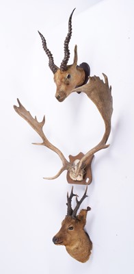 Lot 1159 - Taxidermy: Indian Blackbuck and a European...