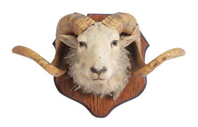 Lot Taxidermy: A Portland Sheep (Ovis aries),...