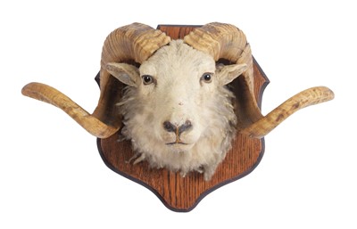 Lot 42 - Taxidermy: A Portland Sheep (Ovis aries),...