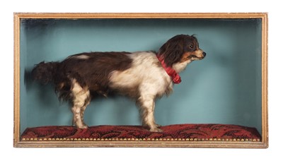 Lot 41 - Taxidermy: A Cased Late Victorian King Charles'...