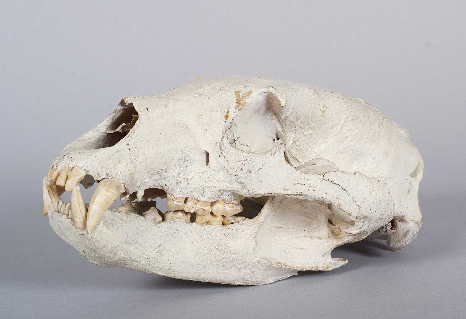 Skulls/Anatomy: North American Black Bear Skull (Ursus