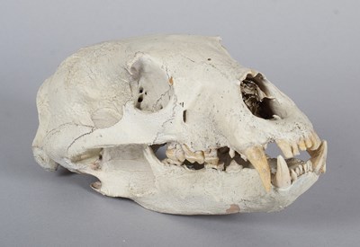 Lot 239 - Skulls/Anatomy: North American Black Bear...