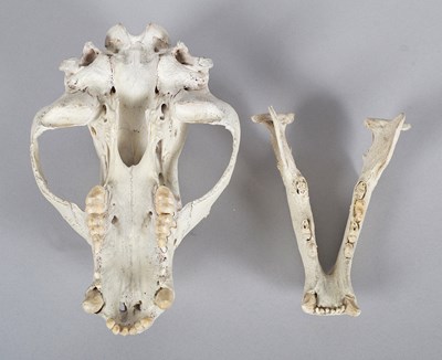 Lot 239 - Skulls/Anatomy: North American Black Bear...