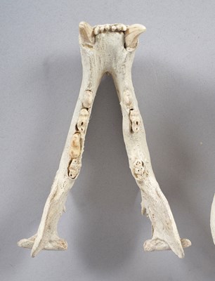 Lot 239 - Skulls/Anatomy: North American Black Bear...