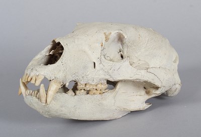 Lot 239 - Skulls/Anatomy: North American Black Bear...