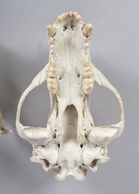 Lot 239 - Skulls/Anatomy: North American Black Bear...