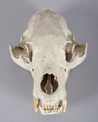 Lot 239 - Skulls/Anatomy: North American Black Bear...