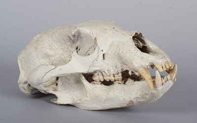 Lot 239 - Skulls/Anatomy: North American Black Bear...