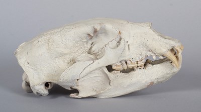 Lot 239 - Skulls/Anatomy: North American Black Bear...