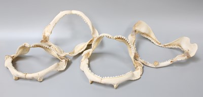 Lot 186 - Anatomy: Four Sets of Shark Jaws, modern,...