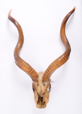 Lot 1145 - Antlers/Horns: Cape Greater Kudu (Strepsiceros...