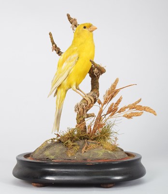 Lot 36 - Taxidermy: A Late Victorian Yellow Canary...