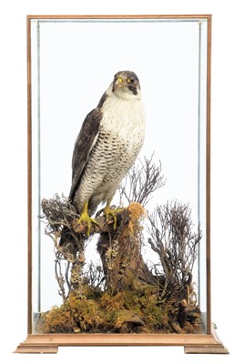 Lot 1303 - Taxidermy: A Cased Peregrine Falcon (Falco...