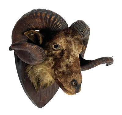 Lot 1123 - Taxidermy: A Late Victorian Sheep Head Mount...