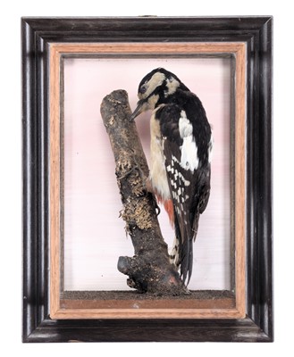 Lot 1151A - Taxidermy: A Wall Cased Great Spotted...