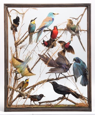 Lot 150 - Taxidermy: A Cased Display of Exotic Tropical...