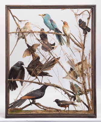 Lot 150 - Taxidermy: A Cased Display of Exotic Tropical...