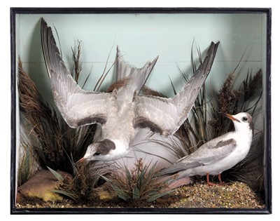 Lot 272 - Taxidermy: A Late Victorian Cased Pair of...