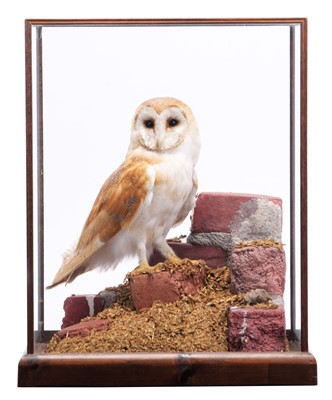 Lot Taxidermy: European Barn Owl (Tyto alba),...