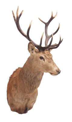 Lot Taxidermy: Scottish Red Deer (Cervus elaphus...