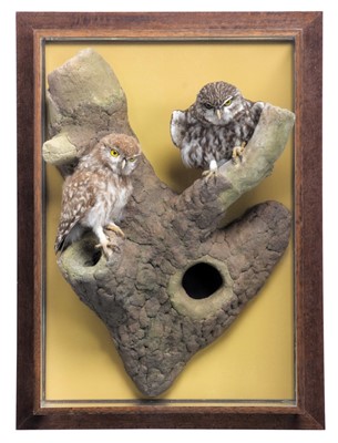 Lot 295 - Taxidermy: A Wall Cased Pair of European...
