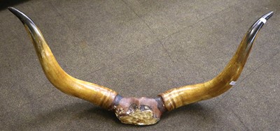 Lot 1230 - Antlers/Horns: A Set of Steer Horns (Bos...