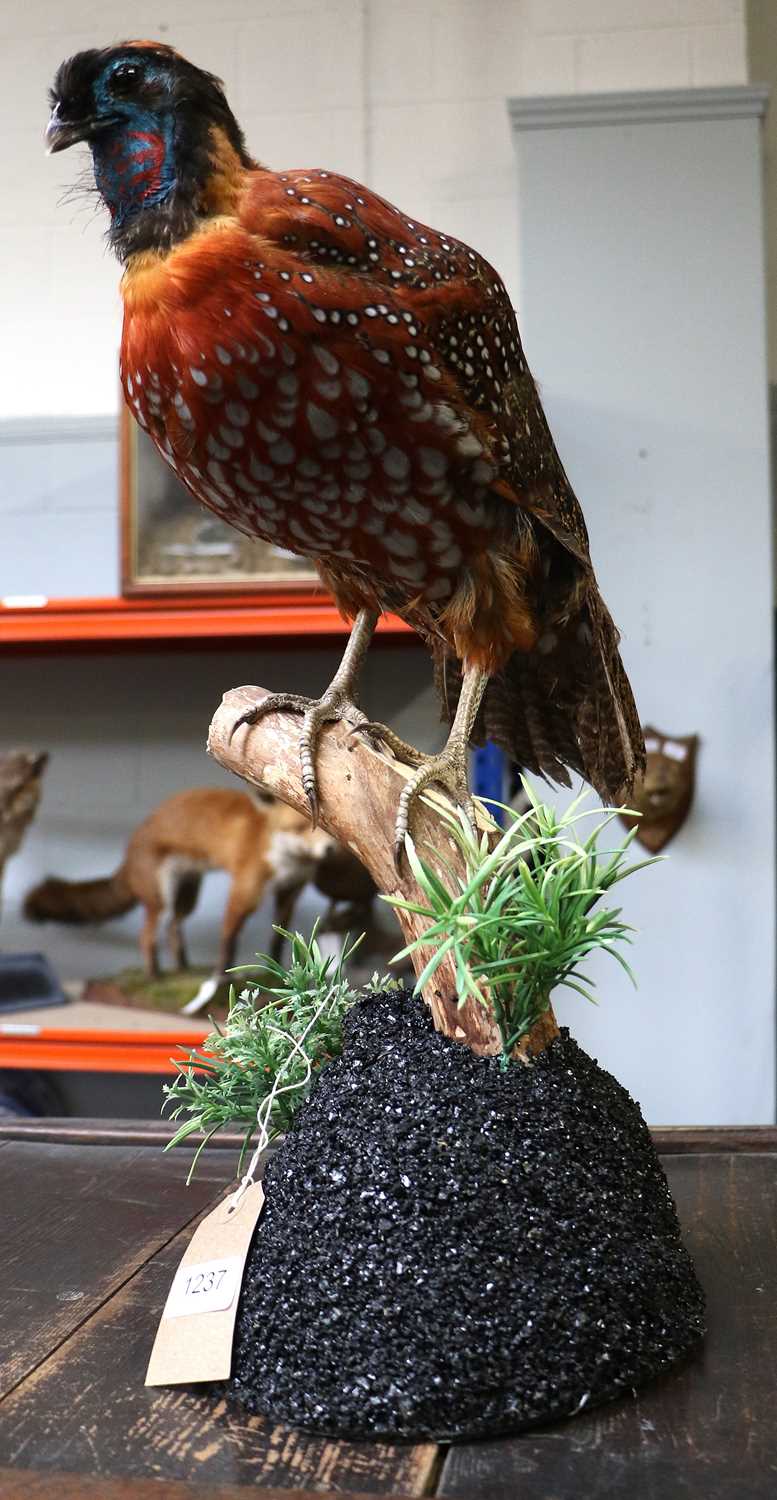 Lot 1297 - Taxidermy: Temminck's Tragopan (Tragopan...