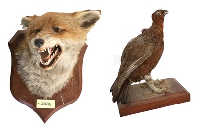 Lot 90 - Taxidermy: Red Fox Mask (Vulpes vulpes), dated...